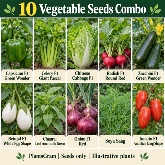 Illustrative ten-variety vegetable seed combo with green capsicum, celery, Chinese cabbage, round red radish, zucchini, white brinjal and leafy crops.