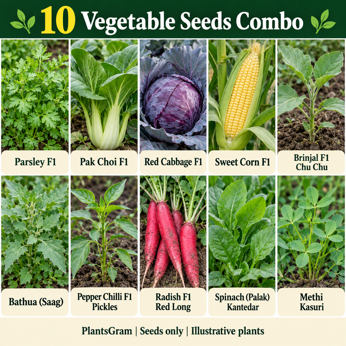 Illustrative ten-variety seed combo with pak choi, sweet corn, red cabbage, parsley, bathua, long red radish, spinach, methi and young vegetable plants.