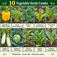 Illustrative 10 vegetable seed varieties with yellow capsicum, young carrot and lettuce, curly kale, chard, white brinjal, cabbage, chilli, spinach and turnip