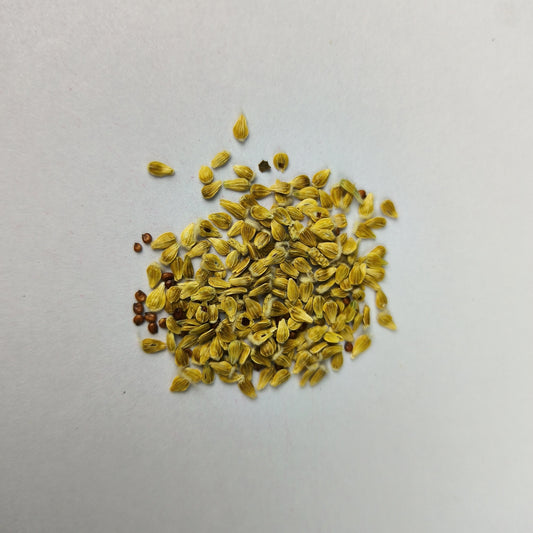 Gomphrena Haageana Strawberry Flower Seeds