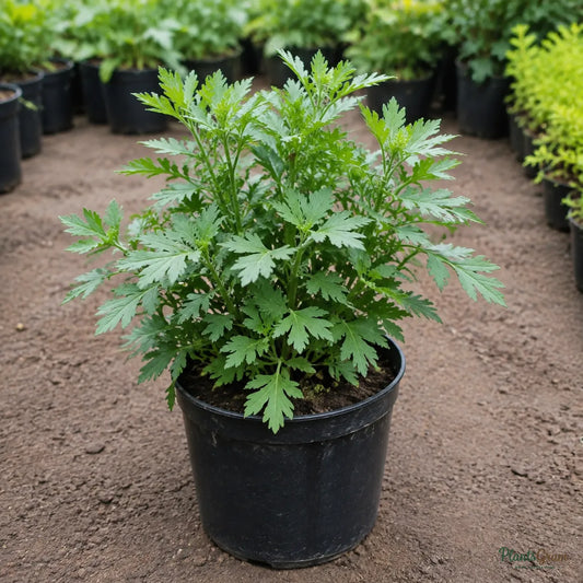 Chrysanthemum (White) - Chrysanthemum morifolium