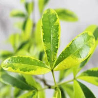 Variegated Lemonia, Ravenia Spectabilis (Pink) – Plant
