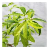 Variegated Lemonia, Ravenia Spectabilis (Pink) – Plant