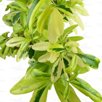 Variegated Lemonia, Ravenia Spectabilis (Pink) – Plant