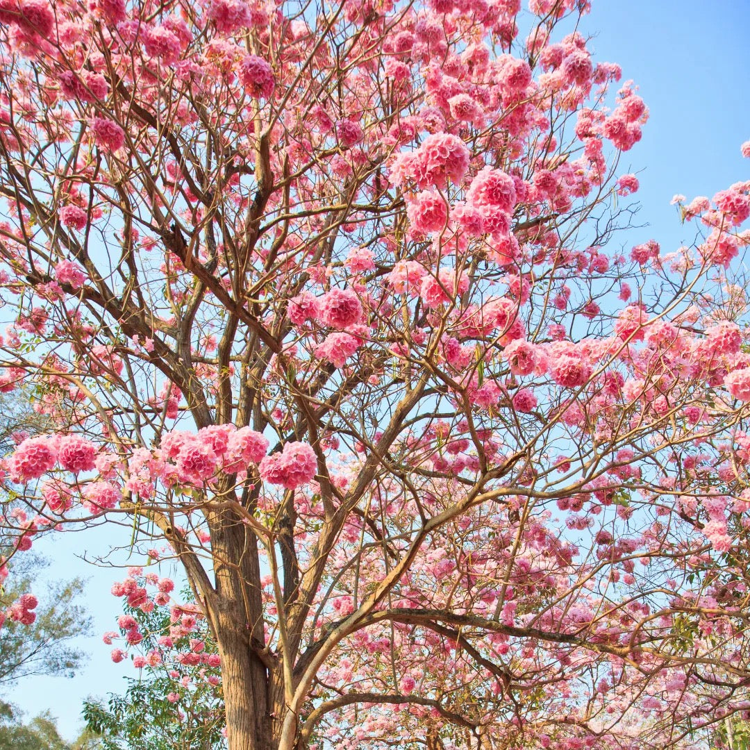 Tabebuia Rosea, Pink Poui