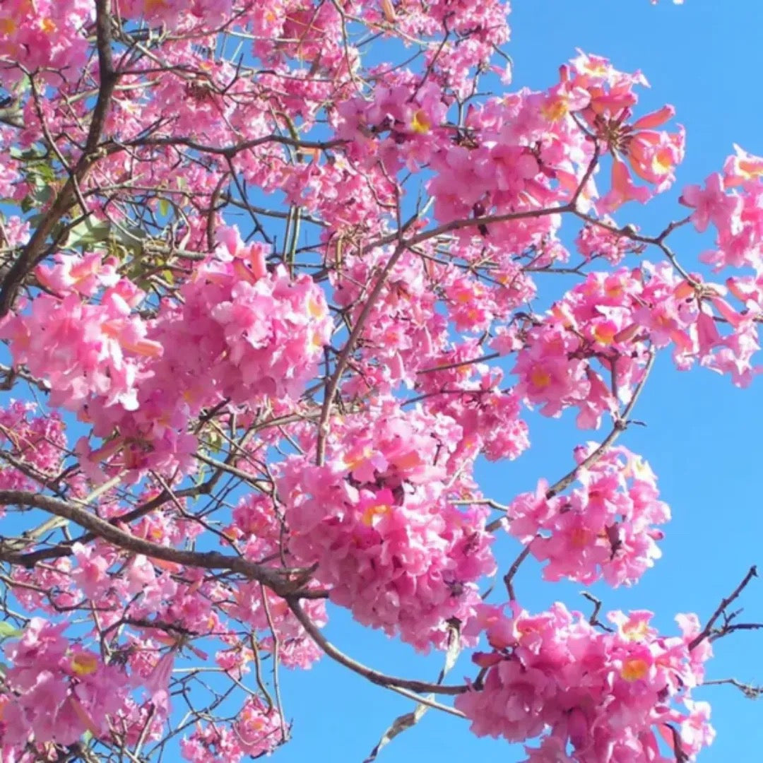 Tabebuia Rosea, Pink Poui
