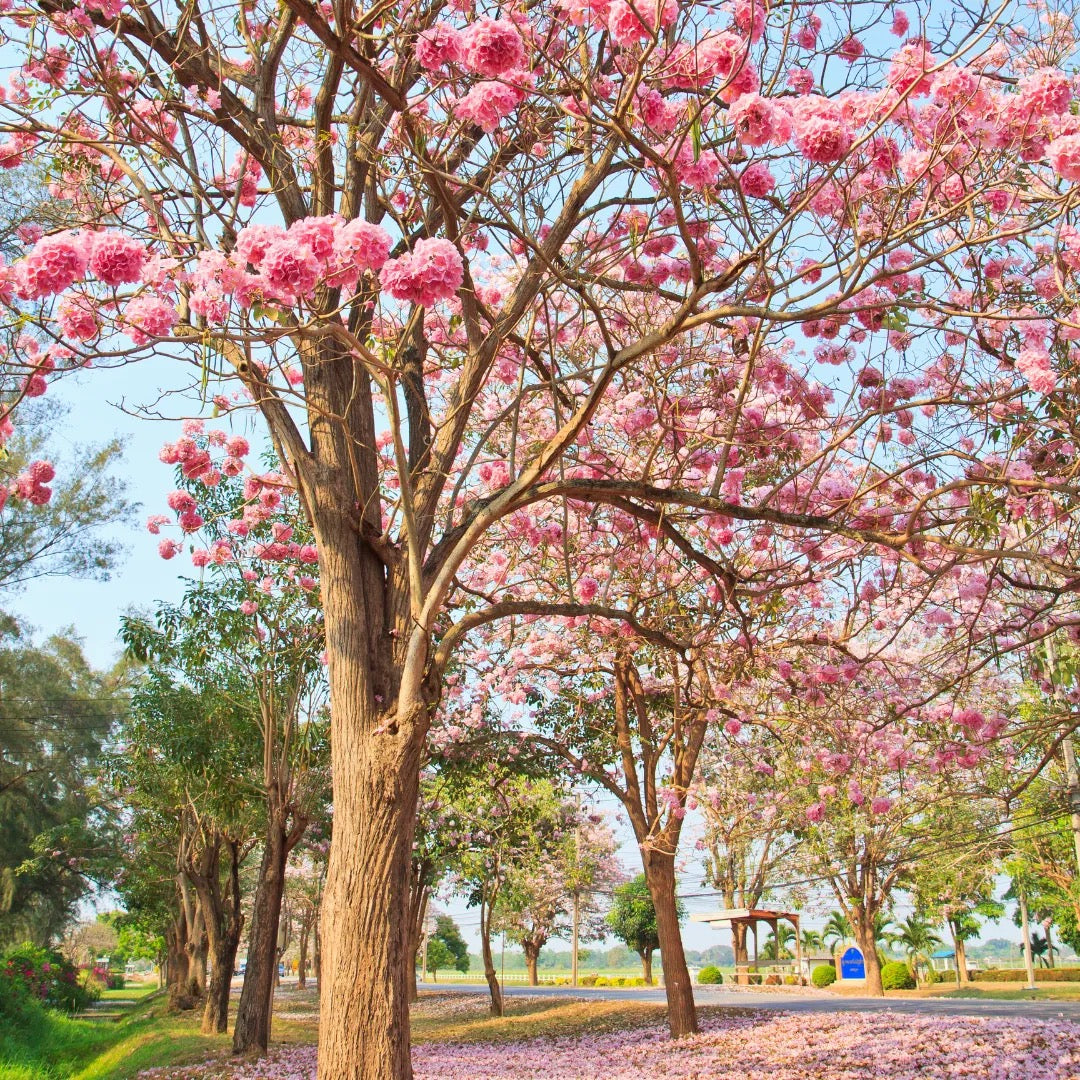 Tabebuia Rosea, Pink Poui