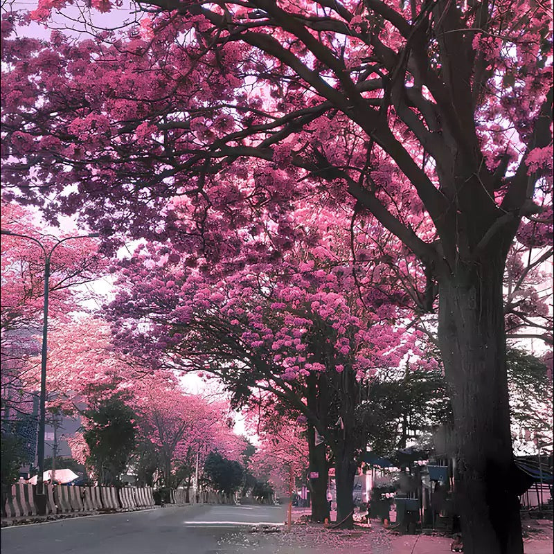 Tabebuia Rosea, Pink Poui