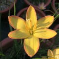 Kings Ransom Rain Lily Zephyranthes Flower Bulbs