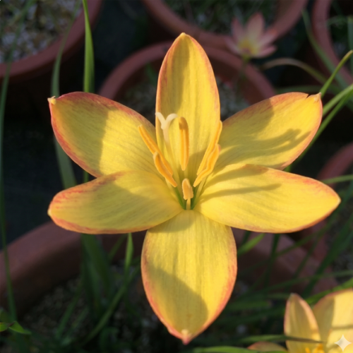 Kings Ransom Rain Lily Zephyranthes Flower Bulbs