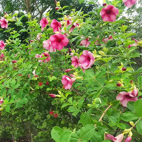 Allamanda Creeper (Purple), Pentalinon Luteum