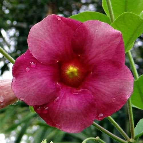 Allamanda Creeper (Purple), Pentalinon Luteum