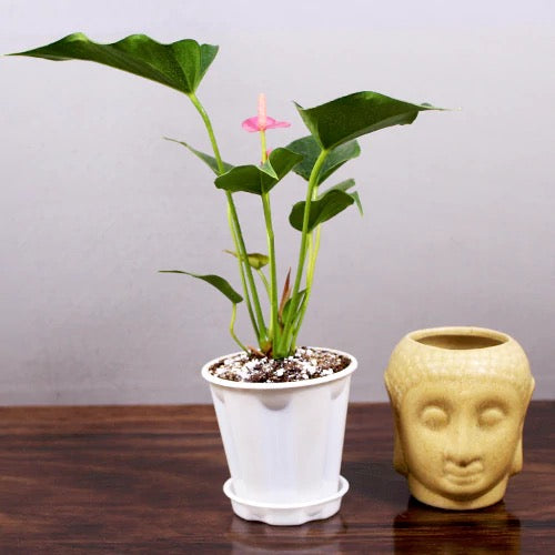 Pink Anthurium Plant, Laceleaf, Flamingo Flower
