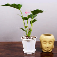 Pink Anthurium Plant, Laceleaf, Flamingo Flower