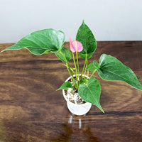 Pink Anthurium Plant, Laceleaf, Flamingo Flower