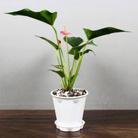 Pink Anthurium Plant, Laceleaf, Flamingo Flower