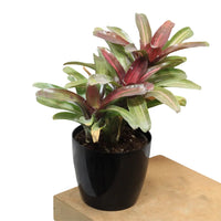Bromeliad Neoregelia – Plant