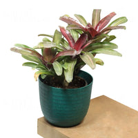 Bromeliad Neoregelia – Plant
