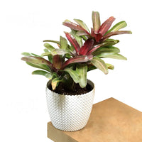 Bromeliad Neoregelia – Plant