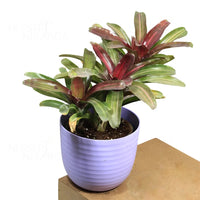 Bromeliad Neoregelia – Plant