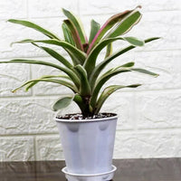 Bromeliad Neoregelia – Plant