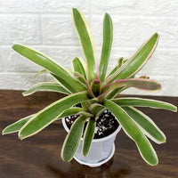 Bromeliad Neoregelia – Plant