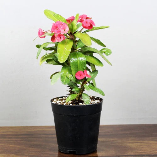 Euphorbia Milii – Succulent Plant