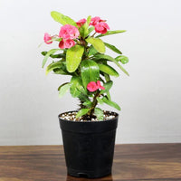Euphorbia Milii – Succulent Plant