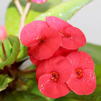 Euphorbia Milii – Succulent Plant