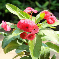 Euphorbia Milii – Succulent Plant