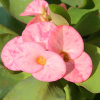 Euphorbia Milii – Succulent Plant