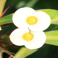 Euphorbia Milii – Succulent Plant