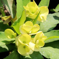 Euphorbia Milii – Succulent Plant