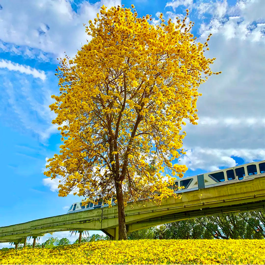 Tabebuia Argentea Plant