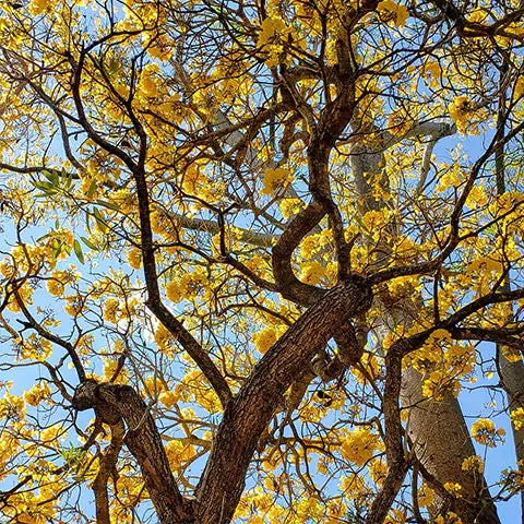 Tabebuia Argentea Plant