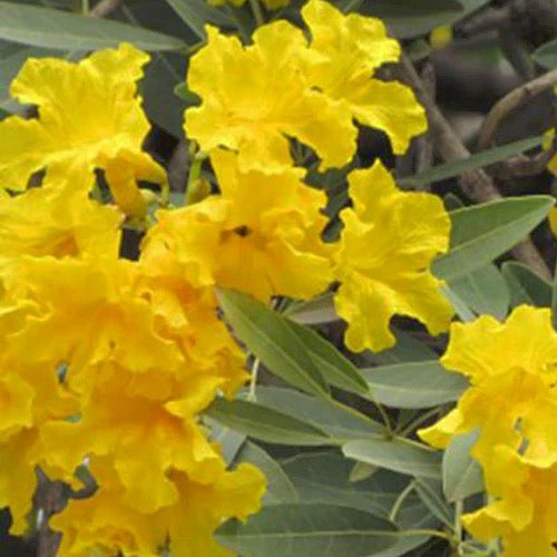 Tabebuia Argentea Plant
