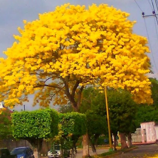 Tabebuia Argentea Plant