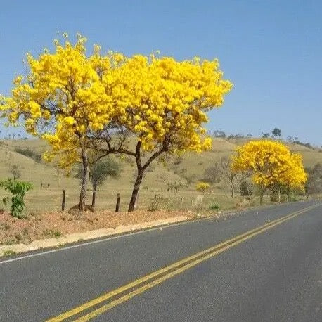 Tabebuia Argentea Plant