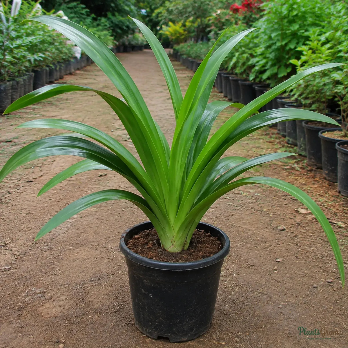 Milk and Wine Lily (Pink & White) - Crinum sp.