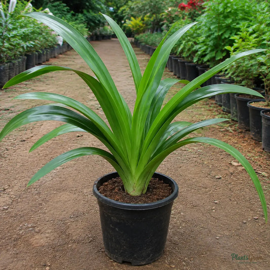 Milk and Wine Lily (Pink & White) - Crinum sp.