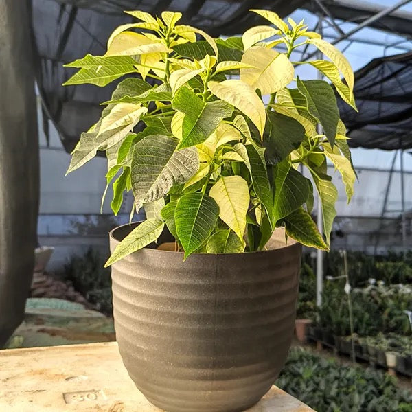 Poinsettia, Christmas Flower multicolour – Plant