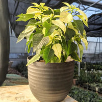 Poinsettia, Christmas Flower multicolour – Plant