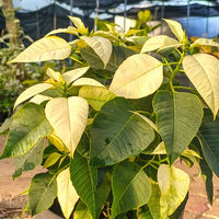 Poinsettia, Christmas Flower multicolour – Plant
