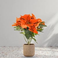 Poinsettia, Christmas Flower multicolour – Plant