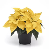 Poinsettia, Christmas Flower multicolour – Plant