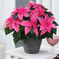 Poinsettia, Christmas Flower multicolour – Plant