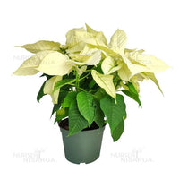 Poinsettia, Christmas Flower multicolour – Plant