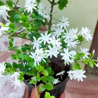 Kunda, Downy Jasmine Plant