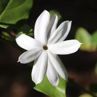 Kunda, Downy Jasmine Plant