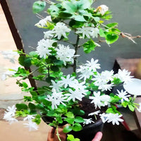 Kunda, Downy Jasmine Plant